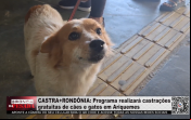 CASTRA+RONDÔNIA – Programa realizará castrações gratuitas de cães e gatos em Ariquemes – Vídeo