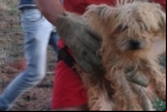 ARIQUEMES: Após 15 dias desaparecido cachorro é resgatado pelo Corpo de Bombeiros de dentro de um poço seco
