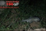 ARIQUEMES: Porco Espinho é encontrado em canteiro da Avenida Jaru