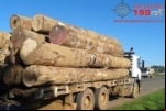 ARIQUEMES: Caminhões transportando madeira são apreendidos com Documentação atrasada