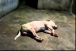 PORTO VELHO: Homem mata cães na frente da família