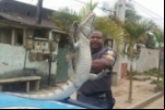 JACARÉ É ENCONTRADO EM CASA DE TRAFICANTE NO RIO