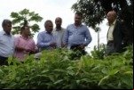 Rondônia deverá se tornar maior produtor de castanha–do–Brasil
