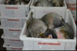 Entrepostos vão atender produtores de peixes de Porto Velho, Ariquemes e Ouro Preto do Oeste