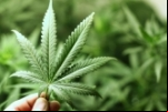 Uso de maconha afeta neurônio que cessa fome, dizem cientistas
