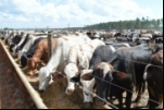 Rondônia está apto a exportar carne in natura para os Estados Unidos, afirma ministra da Agricultura
