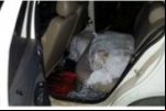 PF apreende 100 kg de cocaína no Acre