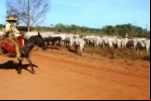 Rondônia produzirá mais de 500 mil toneladas de carne bovina em 2015