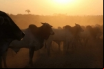 Idaron investe R$ 14 milhões para melhor estruturação do serviço de acompanhamento das áreas vegetal e animal em RO
