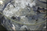 Qualidade da água, sanidade e nutrição do peixe foram temas de dia especial de piscicultura em Ariquemes