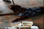 PORTO VELHO: POLICIAIS REALIZAM PRIMEIRA OPERAÇÃO COM CÃO FAREJADOR E APREENDEM 7 KG DE DROGA