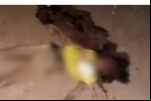 Usuária de drogas é violentada e assassinada a pauladas, em Ji–Paraná