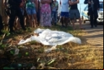 PORTO VELHO: Mulher é assassinada e desovada em via da zona Sul