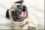 5 comportamentos que você não deve ter com seu cachorro