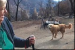  CACHORRO A 1 MÊS CUIDANDO DE CASA DESTRUÍDA POR INCÊNDIO NA CALIFÓRNIA
