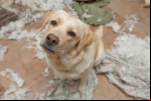 12 PROVAS DE QUE OS CACHORROS SÃO DIVERTIDOS MESMO QUANDO APRONTAM