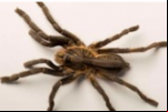 CORRA! CIENTISTAS ENCONTRARAM UMA ESPÉCIE DE TARÂNTULA COM CHIFRE!
