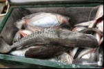 Feirante perde 150 quilos de peixes e denuncia Energisa na polícia por apagão de sete horas em Vilhena