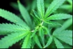 Anvisa libera remédios à base de Cannabis em farmácias