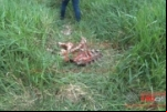 MONTE NEGRO: Vaqueiro encontra carcaça de vaca desossada dentro de curral em sítio na área rural
