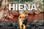 Polícia Civil e MP deflagram a Operação Hiena em Pimenta Bueno–RO