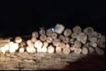 Idoso vem a óbito após ser esmagado por tora em Guatá