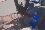 Vereador é mordido por burro enquanto caminhava no Paraná