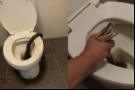 Cobra morde testículos de homem que usava banheiro – Vídeo