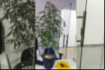 Polícia Militar desmantela ponto de tráfico e apreende drogas em Ariquemes