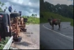 Caminhão boiadeiro tomba na Serra da Onça, na BR 429 – Vídeo