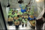 Homem é preso com estufa de maconha e sacos de cocaína durante abordagem em Jaru