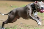 FEROZ: Duas crianças são atacadas com mordidas por cão Pitbull na zona Sul de Porto Velho
