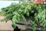 PM apreende pés de maconha e prende o “agricultor” em Ji–Paraná