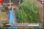 PM apreende pés de maconha e prende o “agricultor” em Ji–Paraná – Vídeo