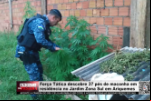 Força Tática descobre 37 pés de maconha em residência no Jardim Zona Sul em Ariquemes – LIVE: ESTAMOS NO AR! PROGRAMA BRONCA DA PESADA