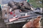 Patrulha Ambiental prende três por crimes ambientais e porte ilegal de armas em Jaci–Paraná