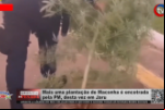 Mais uma plantação de Maconha é encontrada pela PM, desta vez em Jaru – Vídeo