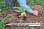 ARIQUEMES MAIS VERDE: SEMA incentiva moradores do Setor 06 a plantarem árvores – Vídeo
