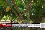 Melhor Cacau do Brasil – Cacau produzido em Rondônia é destaque nacional e internacional – Vídeo
