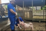 Vigilância contra doenças suínas mantém status sanitário livre de Peste Suína Clássica em Rondônia