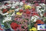 Festival Flores de Holambra oferta mais de 200 espécies na 15ª edição em Ariquemes, RO – Já Começou – Fotos e vídeos