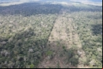 Operação Hileia autua 38 pessoas por crimes ambientais em Rondônia