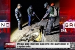Onça que matou caseiro no pantanal é capturada  – LIVE: ESTAMOS NO AR! PROGRAMA BRONCA DA PESADA
