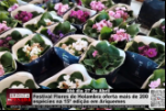 Festival Flores de Holambra oferta mais de 200 espécies na 15° edição em Ariquemes – Vídeo