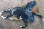 Bezerra nasce com duas cabeças e rabo bipartido em Rondônia