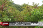 Produtores colheram menos de 5% do café esperado para 2025 em Rondônia – Vídeo