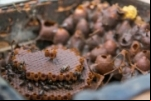 Própolis de abelha da Amazônia cicatriza feridas e reduz inflamação