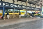 PRF realiza maior apreensão de drogas de sua história em Rondônia